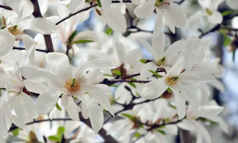 Material de prezentare Pepiniera Calugareni — Magnolii, imaginea 4