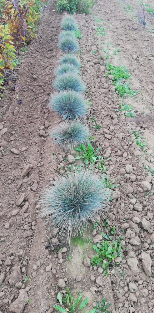 Material de prezentare Pepiniera Calugareni — Iarba Ornamentala, imaginea 6