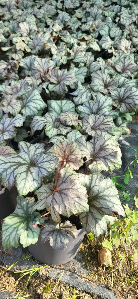 Material de prezentare Pepiniera Calugareni — Plante umbra, imaginea 2