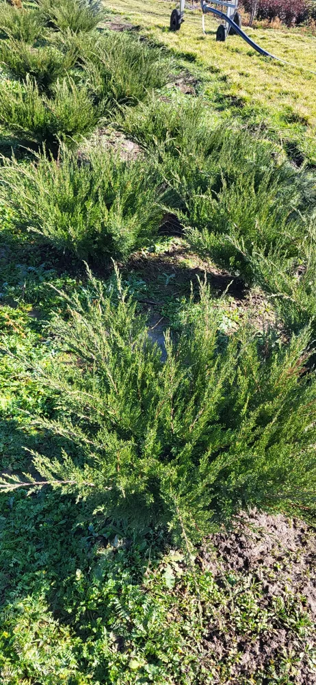 Material de prezentare Pepiniera Calugareni — Plante perene și acoperitoare de sol, imaginea 6