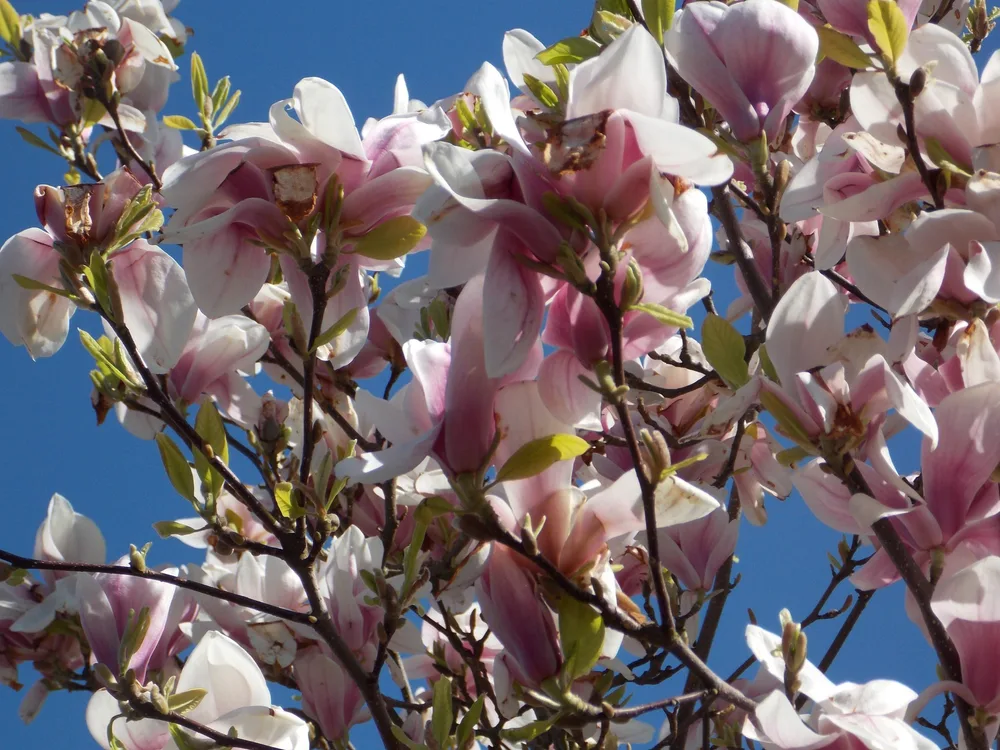 Material de prezentare Pepiniera Calugareni — Magnolii, imaginea 5
