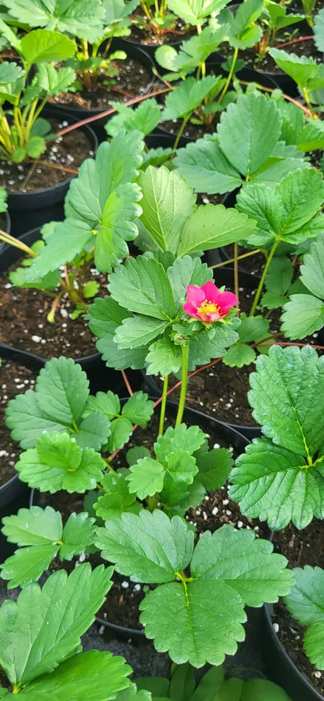 Material de prezentare Pepiniera Calugareni — Plante fructifere, imaginea 4