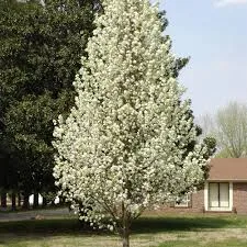 Material de prezentare Pepiniera Calugareni — Arbori, imaginea 6