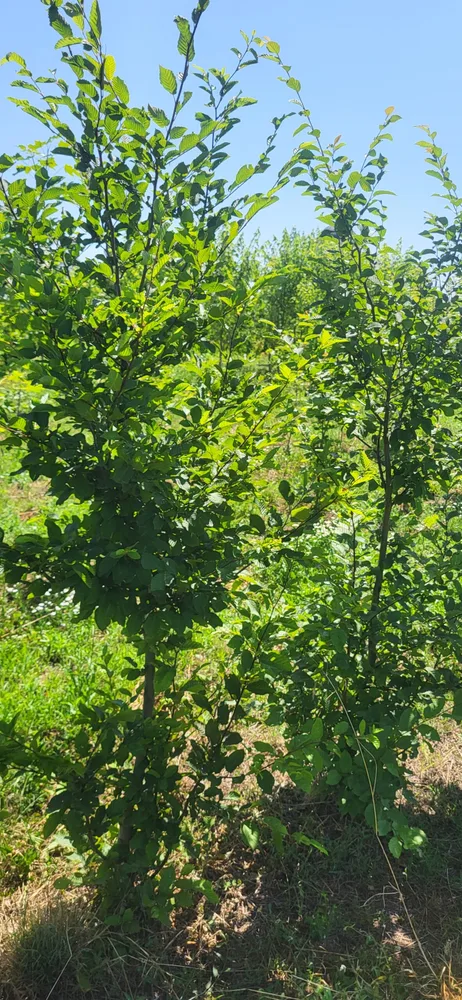 Material de prezentare Pepiniera Calugareni — Arbori, imaginea 3