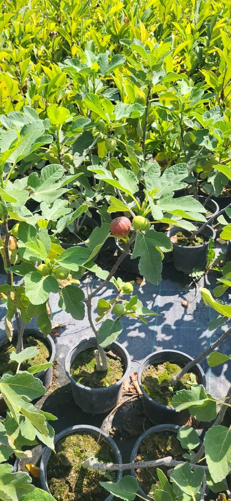Material de prezentare Pepiniera Calugareni — Plante fructifere, imaginea 5