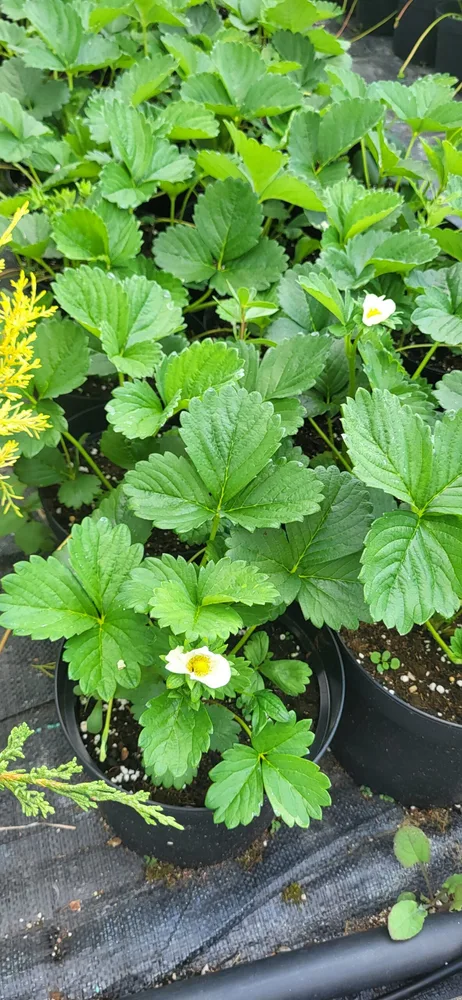 Material de prezentare Pepiniera Calugareni — Plante fructifere, imaginea 6