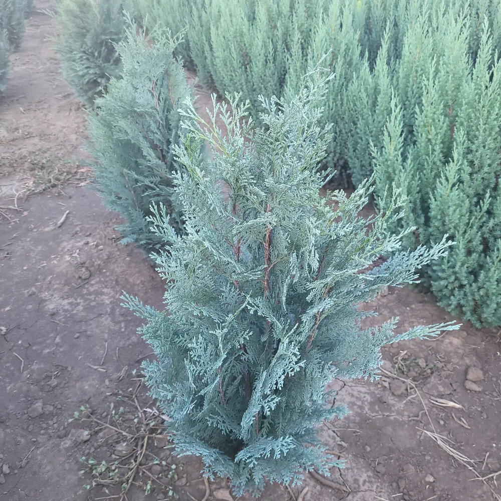 Material de prezentare Pepiniera Calugareni — Conifere, imaginea 4