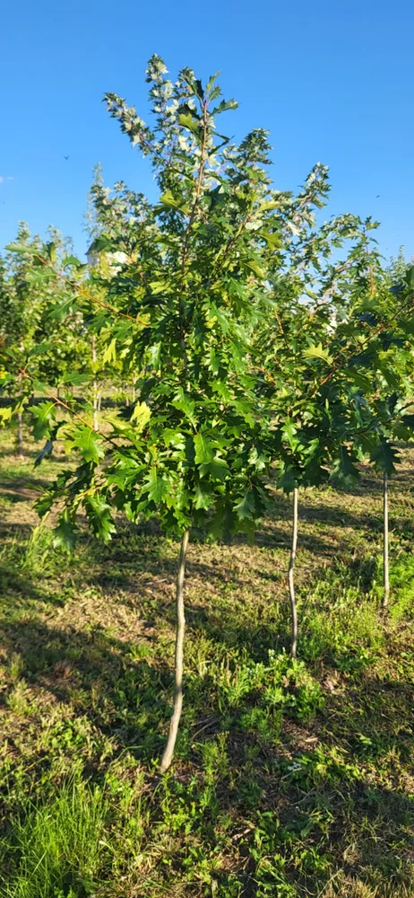 Material de prezentare Pepiniera Calugareni — Arbori, imaginea 5