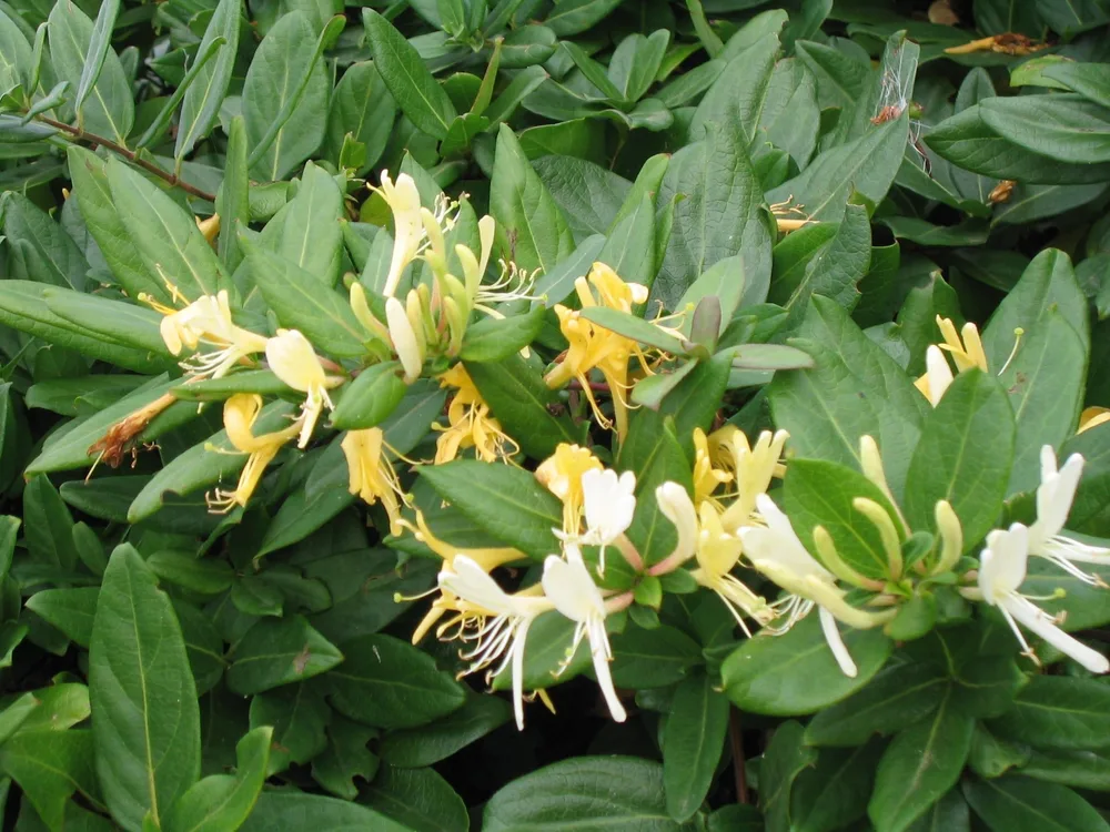 Material de prezentare Pepiniera Calugareni — Plante urcatoare, imaginea 5