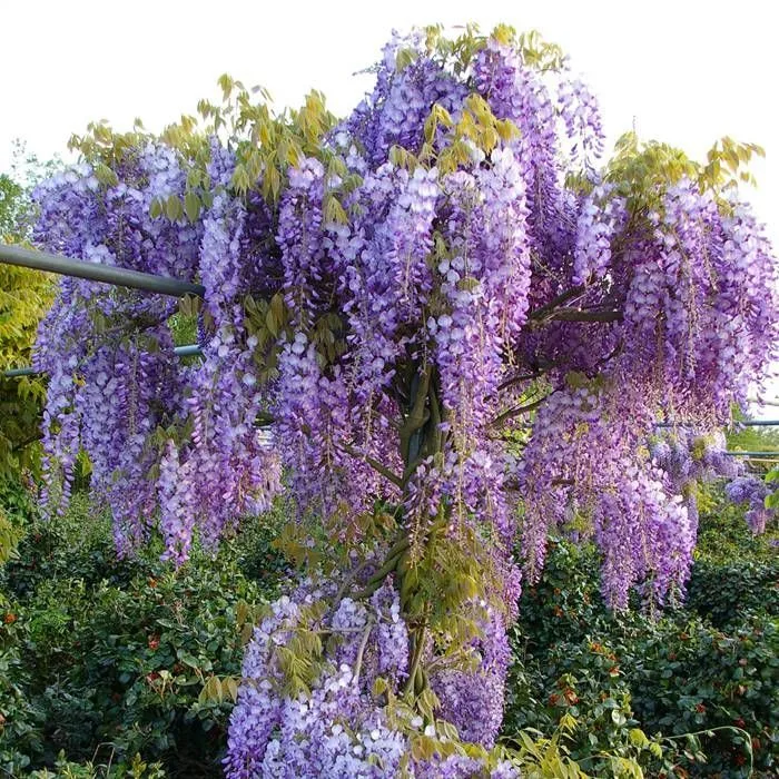 Material de prezentare Pepiniera Calugareni — Plante urcatoare, imaginea 4
