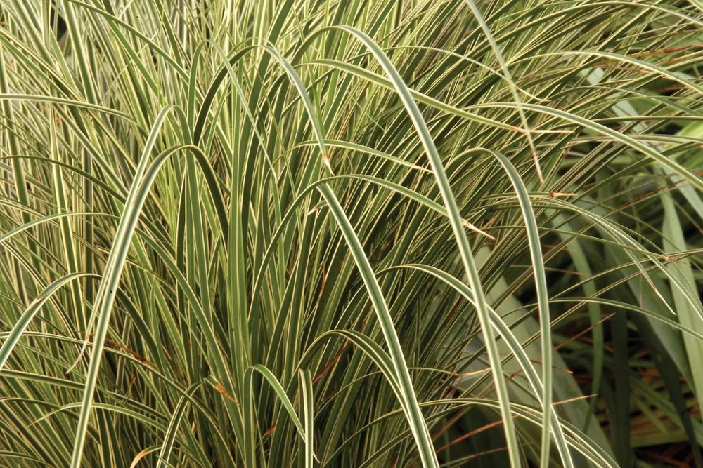 Material de prezentare Pepiniera Calugareni — Iarba Ornamentala, imaginea 4