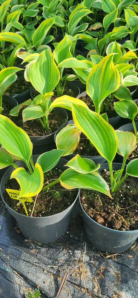 Plante umbra — material de prezentare Pepiniera Calugareni