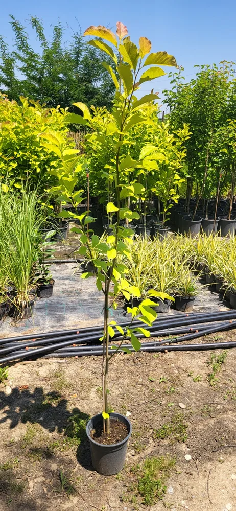 Material de prezentare Pepiniera Calugareni — Magnolii, imaginea 6