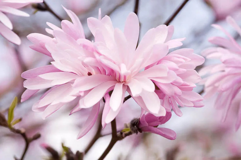 Material de prezentare Pepiniera Calugareni — Magnolii, imaginea 3