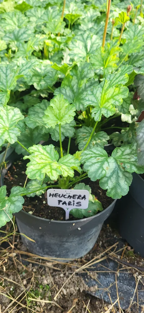 Material de prezentare Pepiniera Calugareni — Plante umbra, imaginea 4