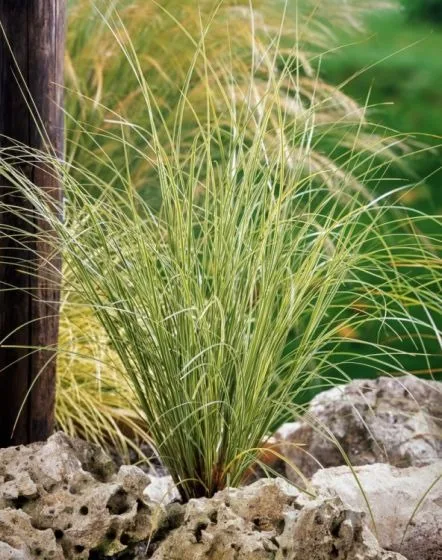 Material de prezentare Pepiniera Calugareni — Iarba Ornamentala, imaginea 3
