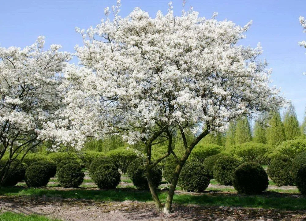 Arbori — material de prezentare Pepiniera Calugareni