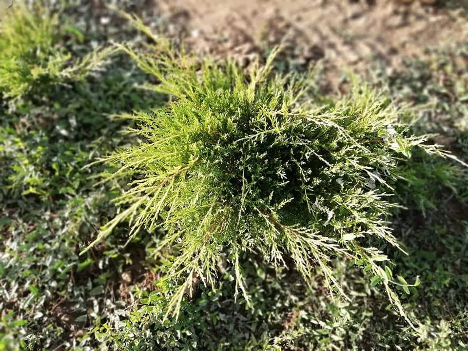 Material de prezentare Pepiniera Calugareni — Plante perene și acoperitoare de sol, imaginea 4
