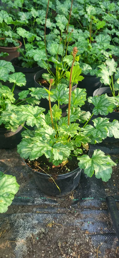 Material de prezentare Pepiniera Calugareni — Plante umbra, imaginea 6