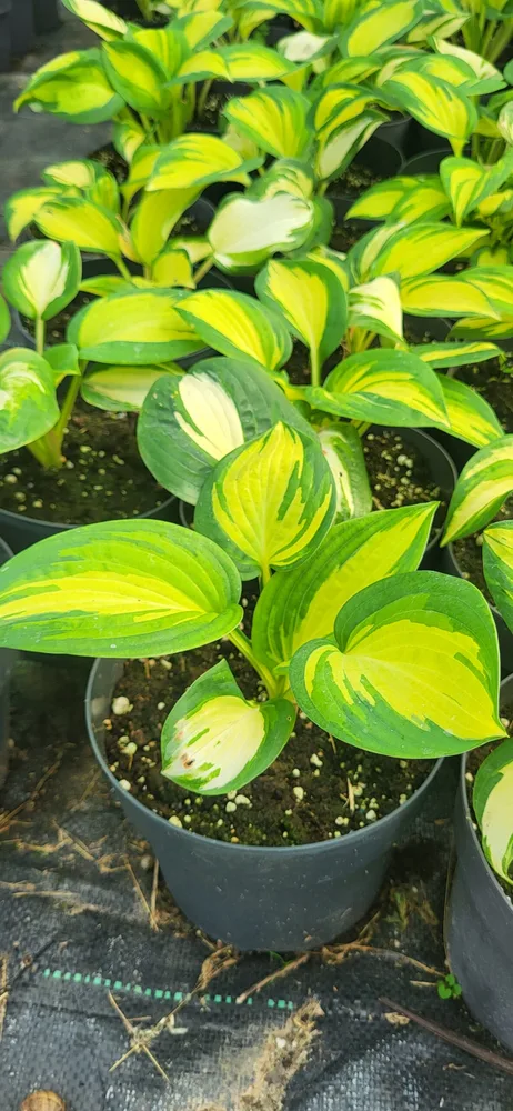 Material de prezentare Pepiniera Calugareni — Plante umbra, imaginea 3