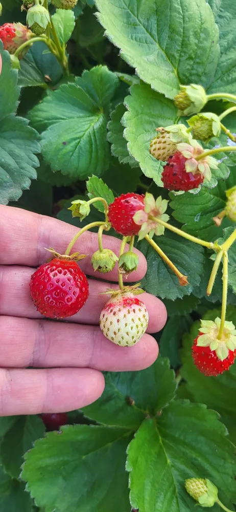 Material de prezentare Pepiniera Calugareni — Plante fructifere, imaginea 2