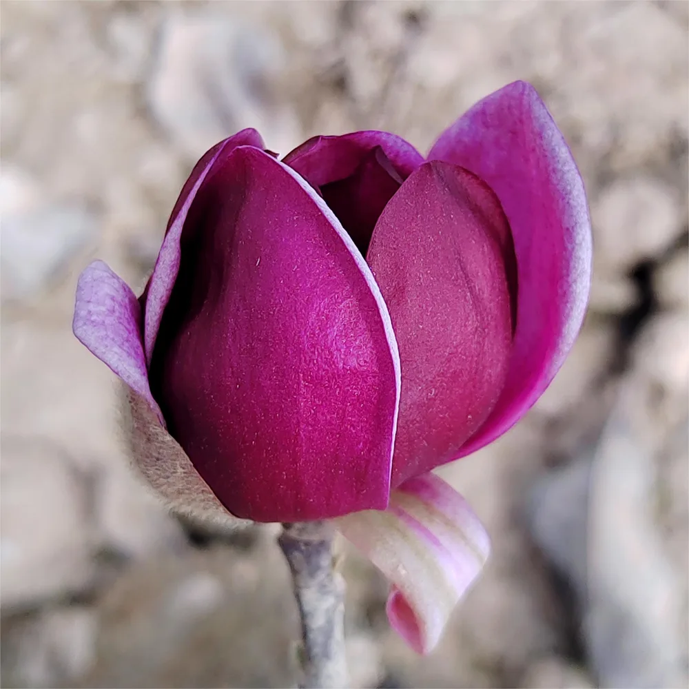 Material de prezentare Pepiniera Calugareni — Magnolii, imaginea 2