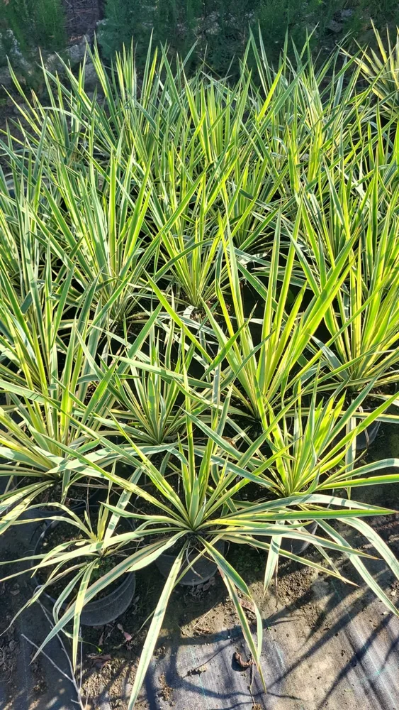 Iarba Ornamentala — material de prezentare Pepiniera Calugareni
